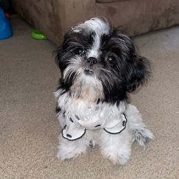 Katie Ann - Black and white female Shih Tzu puppy in Hemet, California from Aloha Shih Tzu