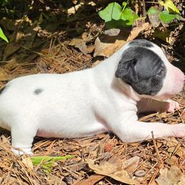 Madeline - Black and white female Rat Terrier puppy in Conroe, Texas from Poem's Haven Rat Terriers..AKA Mysthaven Rat Terriers