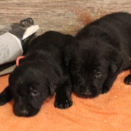 2nd Pick of Black Female Pups - Black female Labrador Retriever puppy in Freeport, Illinois from Rock Hollow Retrievers