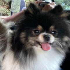 Pomeranians from Paula’s Pomeranians