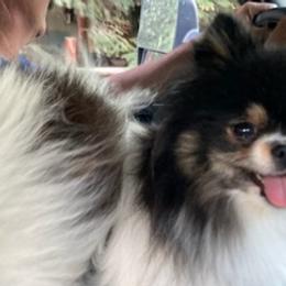 Pomeranians from Paula’s Pomeranians