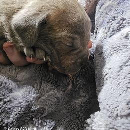 Girl 4 - Gray female Cane Corso puppy in Dunnellon, Florida from Touch of Spice Kennels