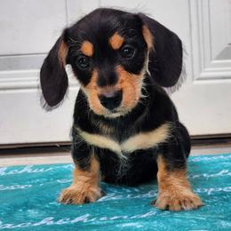 Sourdough - Black and tan male Dachshund puppy in Mount Sherman, Kentucky from Kaleidoscope Dachshunds and Whippets