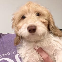 Teddy - Dachshund