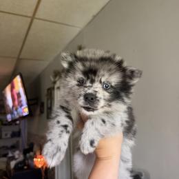 Stone - Merle male Pomsky puppy in Kingston, Michigan from Browns Pomskys