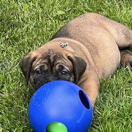 Boy 4 - Boerboel puppy in Lake View, New York from Coomore Boerboels