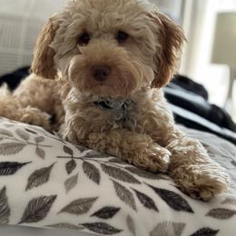 Bichon Frise and Cockapoo All Grown Up from The Perks of Pups