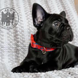 French Bulldog Puppies from A & B French Bulldogs