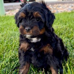 Leia - Phantom female Bernedoodle puppy in Ogden, Utah from Salty Point Doodles
