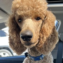Darby Wilson - Poodle