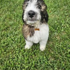 June - Saint Berdoodle puppy from Doodles by Starlight