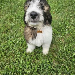 June - Saint Berdoodle puppy from Doodles by Starlight