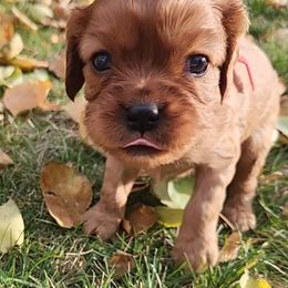 Cavalier King Charles Spaniel Puppies from Parker Puppies