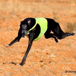 Greyhounds from Eclectic Greyhounds