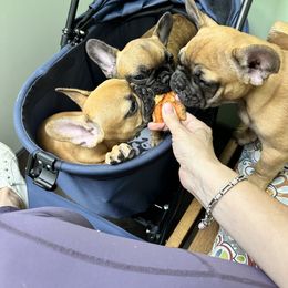 French Bulldog Puppies from Fonzerelli’s Frenchies