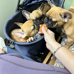 French Bulldog Puppies from Fonzerelli’s Frenchies