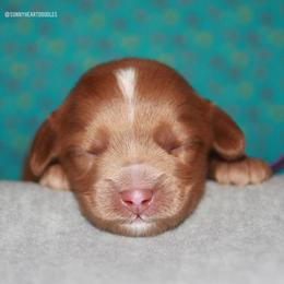 Lilac - Caramel female Australian Labradoodle puppy in Hackettstown, New Jersey from Sunny Heart Doodles