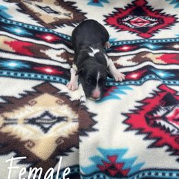 Ginger - Black & white female Australian Shepherd puppy in Cleveland, Tennessee from C&S Kennels