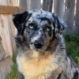 Cricket - Australian Shepherd