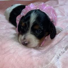 Dachshund Puppies from Mary Jo Diaz