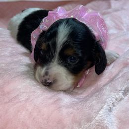 Dachshund Puppies from Mary Jo Diaz