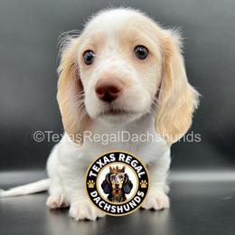 Scout - Cream male Dachshund puppy in Houston, Texas from Texas Regal Dachshunds LLC