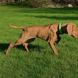 Vizsla Puppies from Two Ponds Farm Vizslas