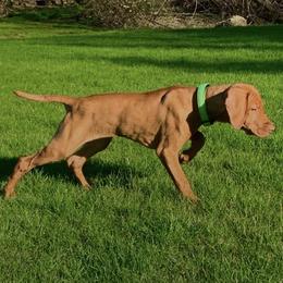 Vizsla Puppies from Two Ponds Farm Vizslas