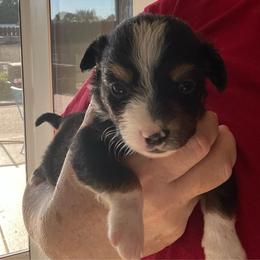Tinker bell - Black tri female Miniature Australian Shepherd puppy in Denair, California from CenCal Mini Aussies