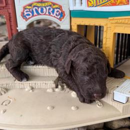 Bonnie - Chocolate female Goldendoodle puppy in Montgomery, Texas from Texas Bello Doodles