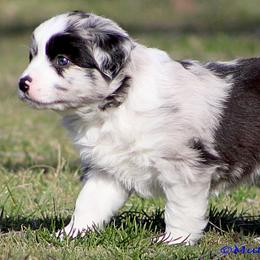 Miniature Australian Shepherd Puppies from Mutton Creek Aussies
