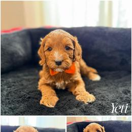 Yeti - Red male Australian Labradoodle puppy in Summerfield, North Carolina from Four Oaks Labradoodles