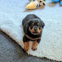Girl 7 - Black and mahogany female Rottweiler puppy in Whitney, Texas from Prairie Valley Rottweilers