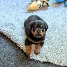 Girl 7 - Black and mahogany female Rottweiler puppy in Whitney, Texas from Prairie Valley Rottweilers