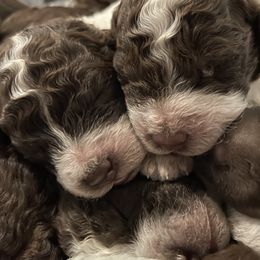 Lagotto Romagnolo Puppies from Agapē Lagotto Romagnolo