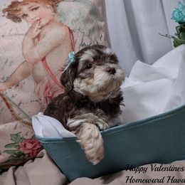 Havanese Puppies from Homeward Havanese, LLC