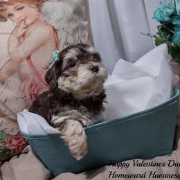 Havanese Puppies from Homeward Havanese, LLC
