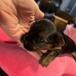 Beauty - Tan and white female Yorkshire Terrier puppy in Riverside, California from Playful Puppies