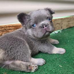 Blake - Tricolors male French Bulldog puppy in Nashville, Tennessee from PrestigiousK9