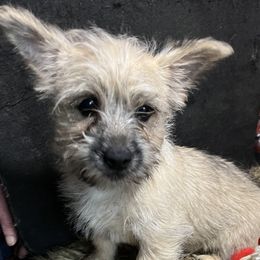 Cairn Terriers and Dachshunds from Dachshunds Up North