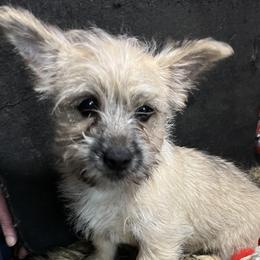 Cairn Terriers and Dachshunds from Dachshunds Up North