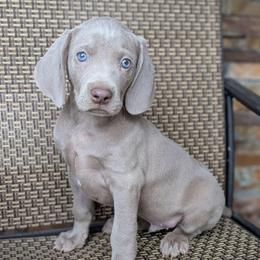 Sargeant - Silver gray male Weimaraner puppy in Rancho Cucamonga, California from Freehart's Weimaraners