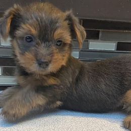 Yorkshire Terrier Puppies from Fullers Furry Friends