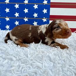 Brooklyn - Dapple female Dachshund puppy in Colbert, Oklahoma from Brooke Crenshaw