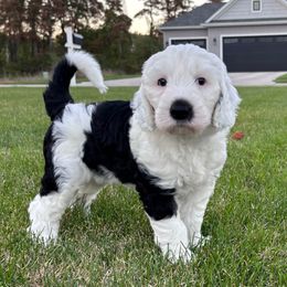 Bronx - Black and white male Sheepadoodle puppy in Osceola, Indiana from Sheepadoodle Doo