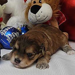 ELLIOTT (Hermie) - Red sable male Havanese puppy in Salt Lake City, Utah from Steal Your Heart Havanese