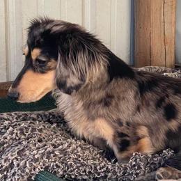 Rocky - Dachshund