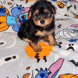 Alfalfa Yorkipoo 1500 - Black and tan male Yorkshire Terrier puppy in Gastonia, North Carolina from Banks Dynasty Kennel
