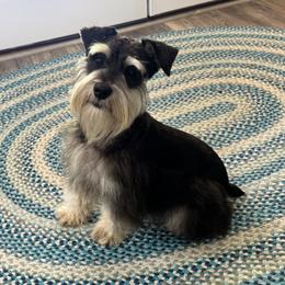 Knight - Miniature Schnauzer