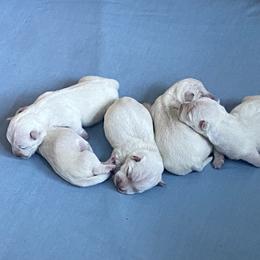 Boy 1 - White male West Highland White Terrier puppy in Idabel, Oklahoma from Ravens Nest Westies